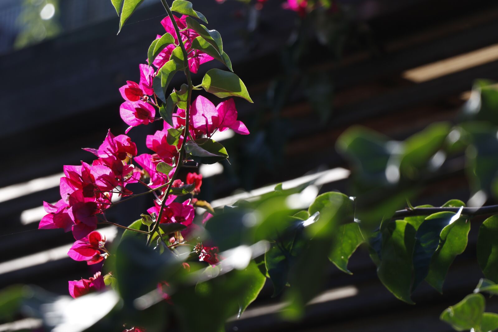 Canon EF-S 18-135mm F3.5-5.6 IS USM sample photo. Bloom, crimson, greens photography