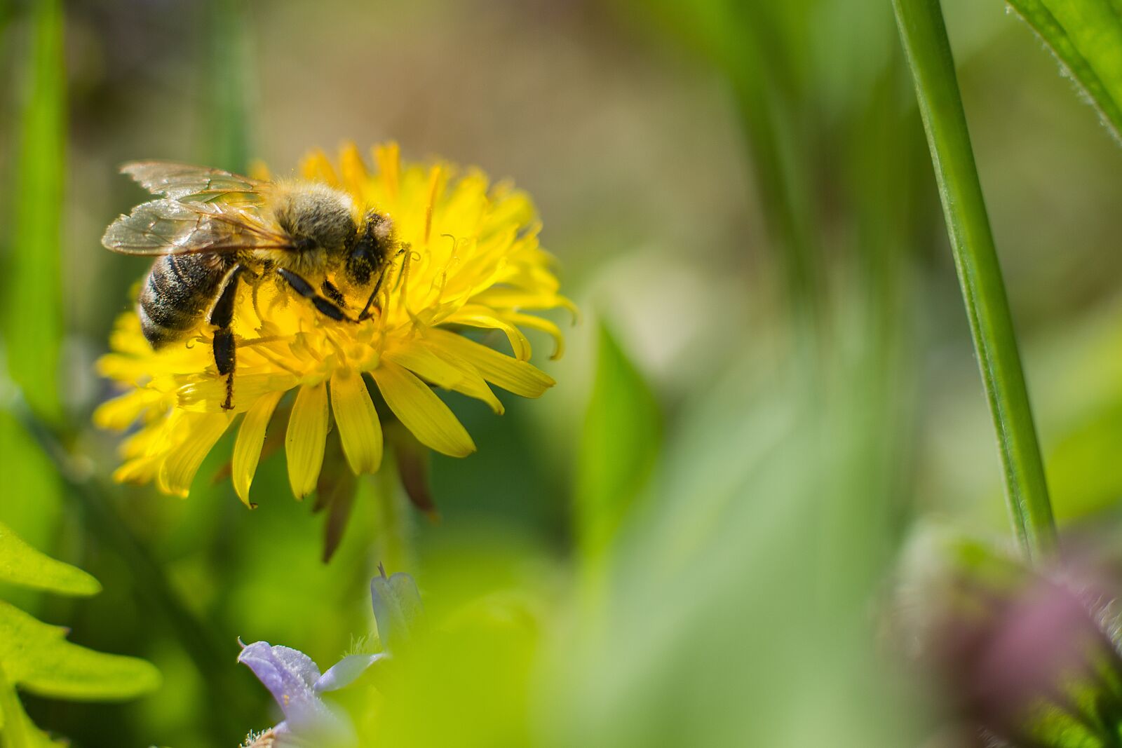 Nikon D7200 sample photo. Bee, dandelion, flower photography