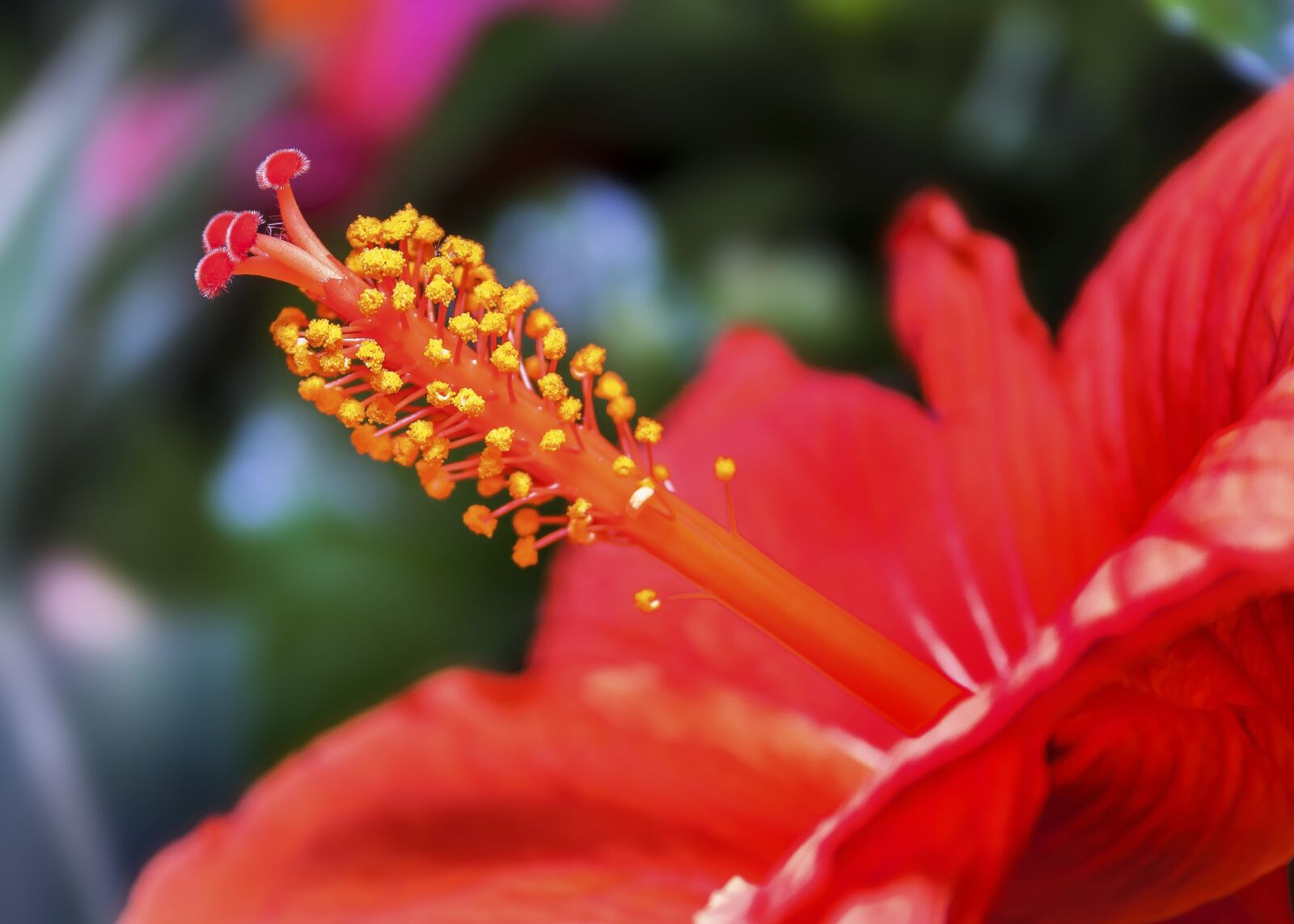 Canon EF-S 18-55mm F3.5-5.6 II sample photo. Hibiscus, blossom, bloom photography