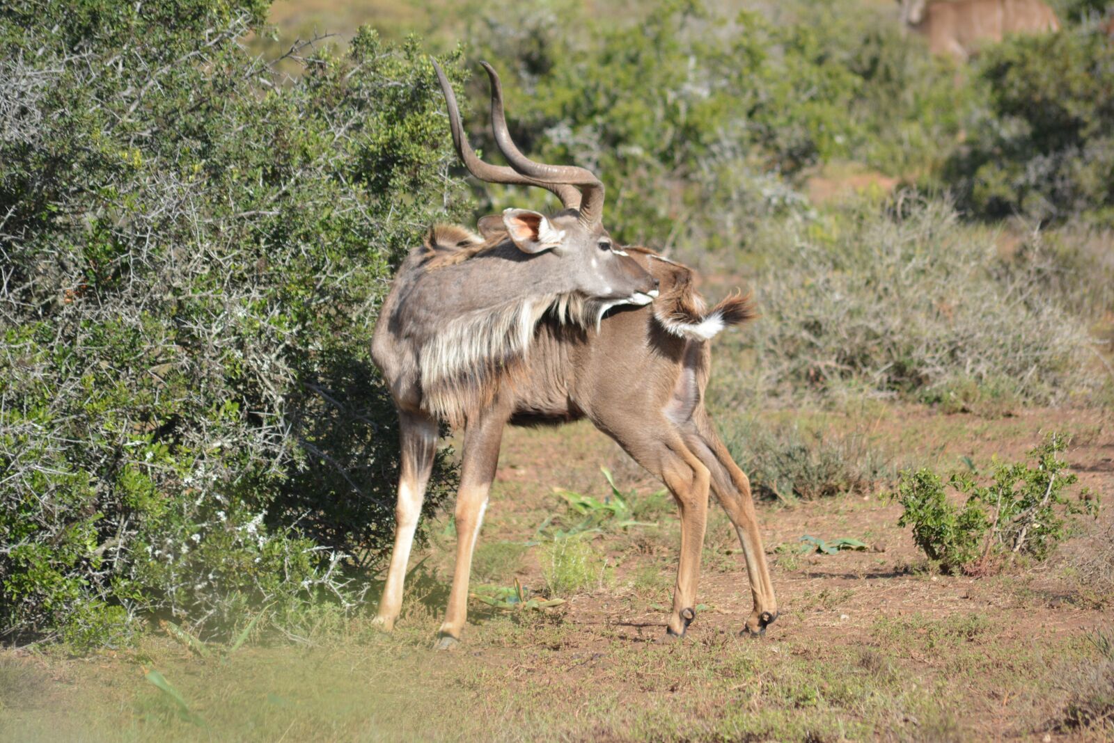 Nikon D5200 sample photo. Kudu, kudubull, buck photography