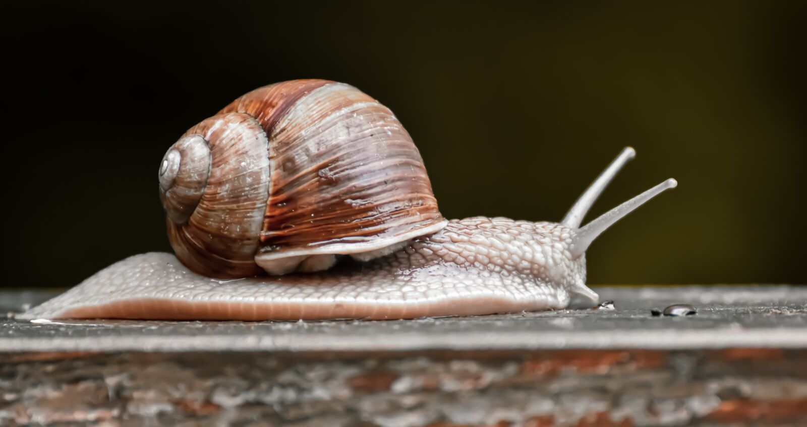 Nikon D7200 sample photo. Snail, nature conservation, protected photography