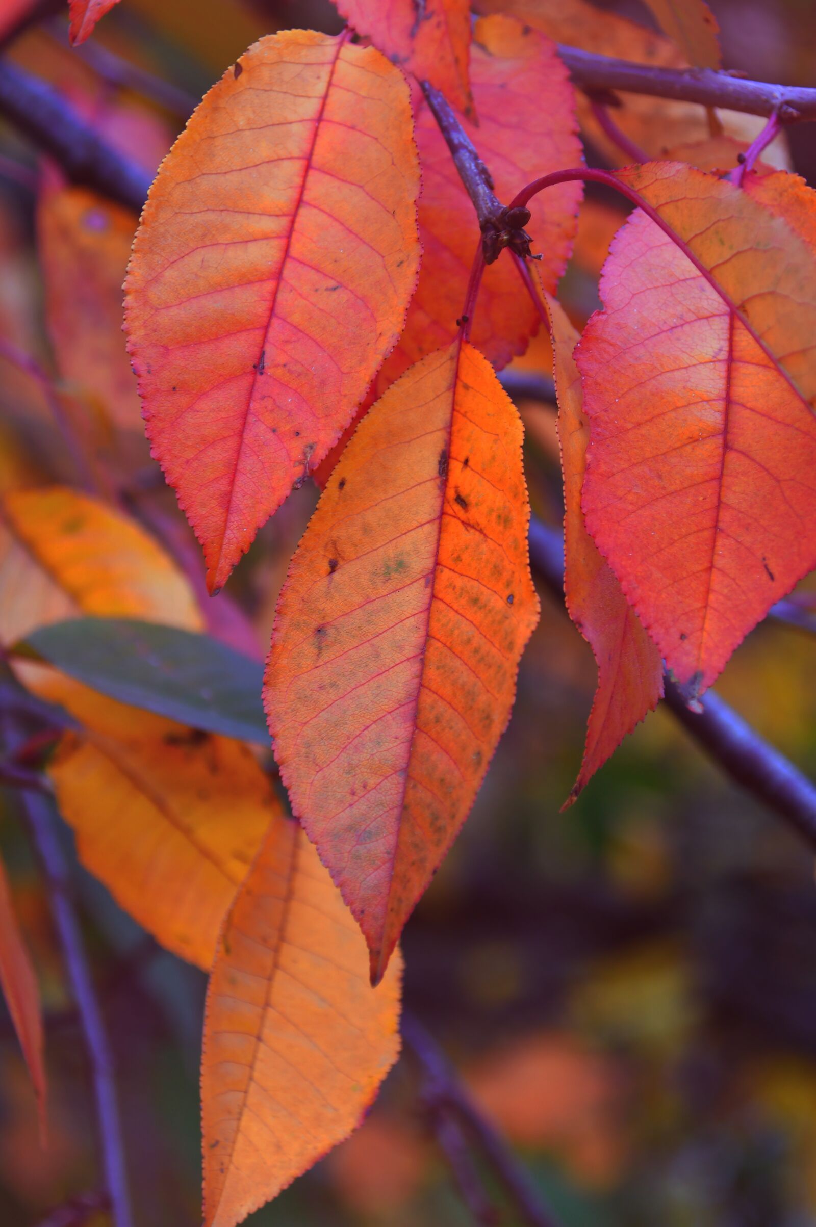 Nikon D3200 sample photo. Autumn, holidays, color photography