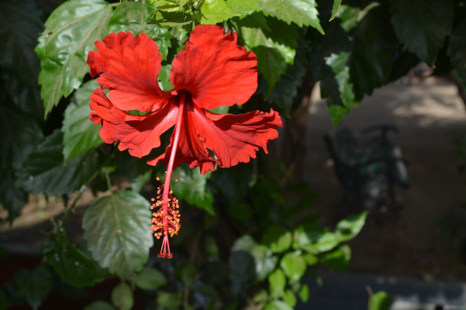 Nikon D5200 sample photo. Leaf, nature, flower photography