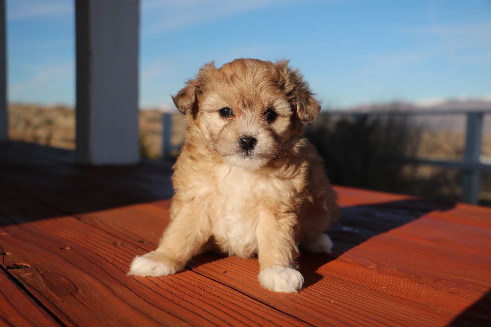 Canon EOS 750D (EOS Rebel T6i / EOS Kiss X8i) sample photo. Aussiedoodle, puppy, cute photography