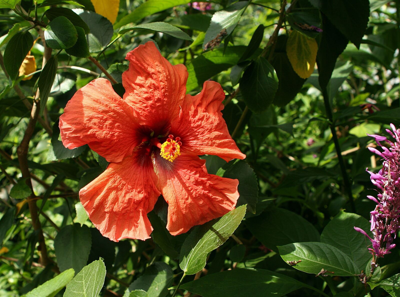 Canon EOS 20D sample photo. Hibiscus, flower, red photography