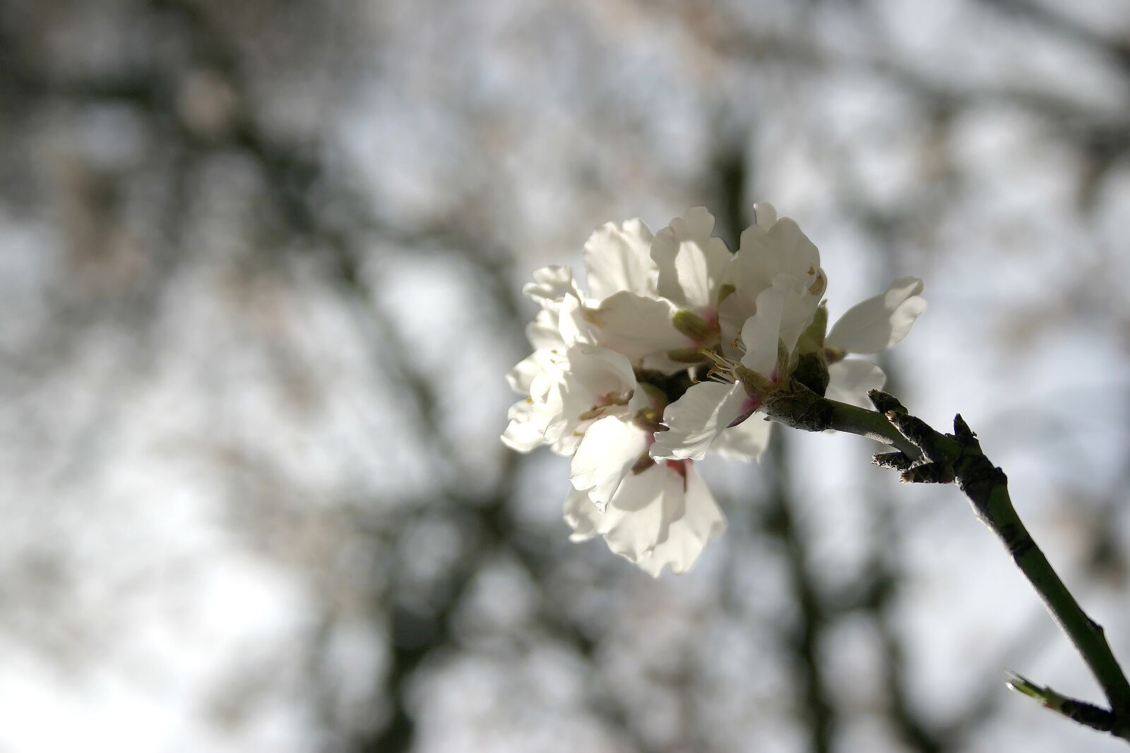 Canon EOS 300D (EOS Digital Rebel / EOS Kiss Digital) sample photo. Flower, almond tree, flowering photography