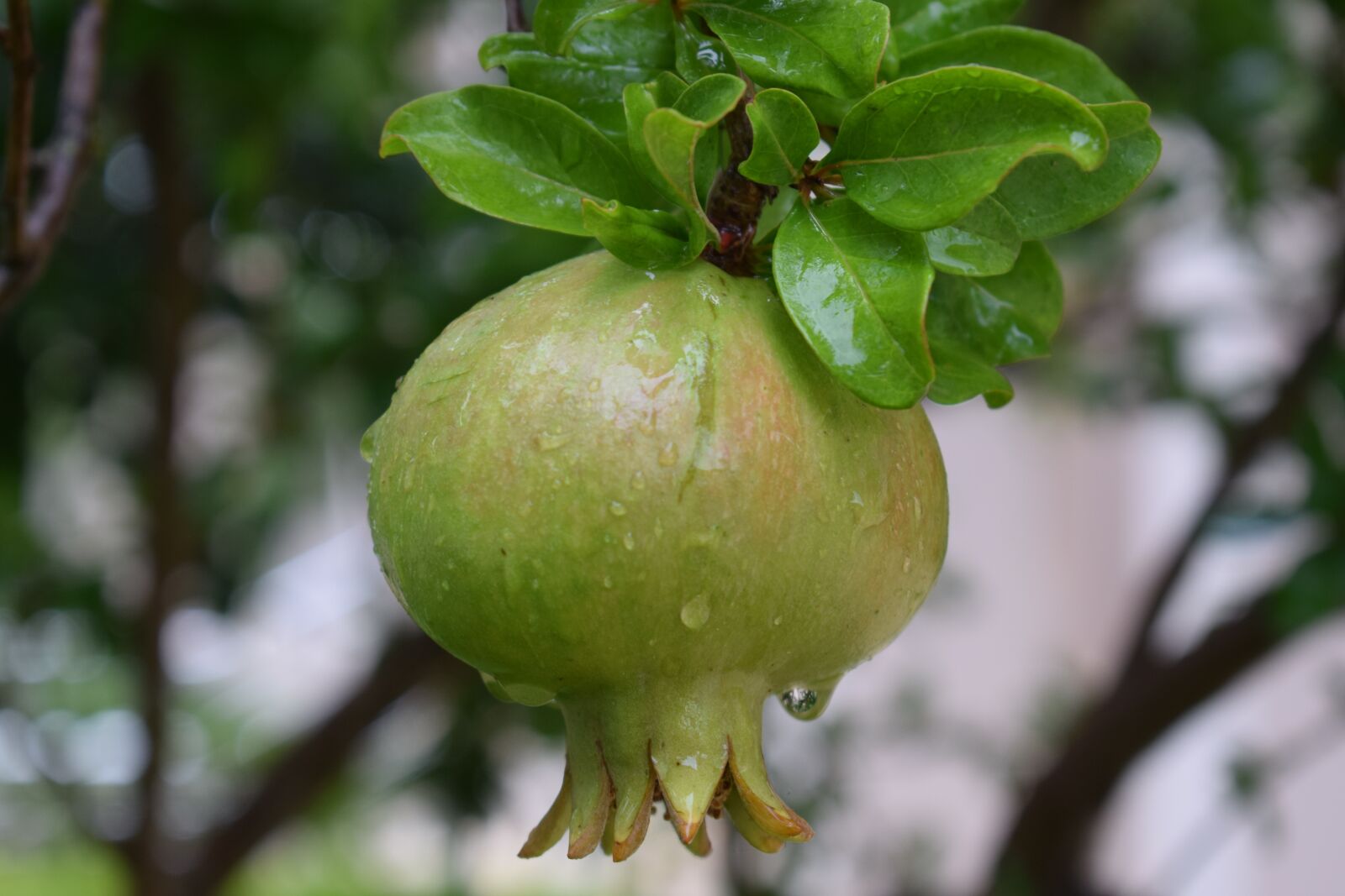 Nikon D3300 sample photo. Pomegranate, fruit, mat photography