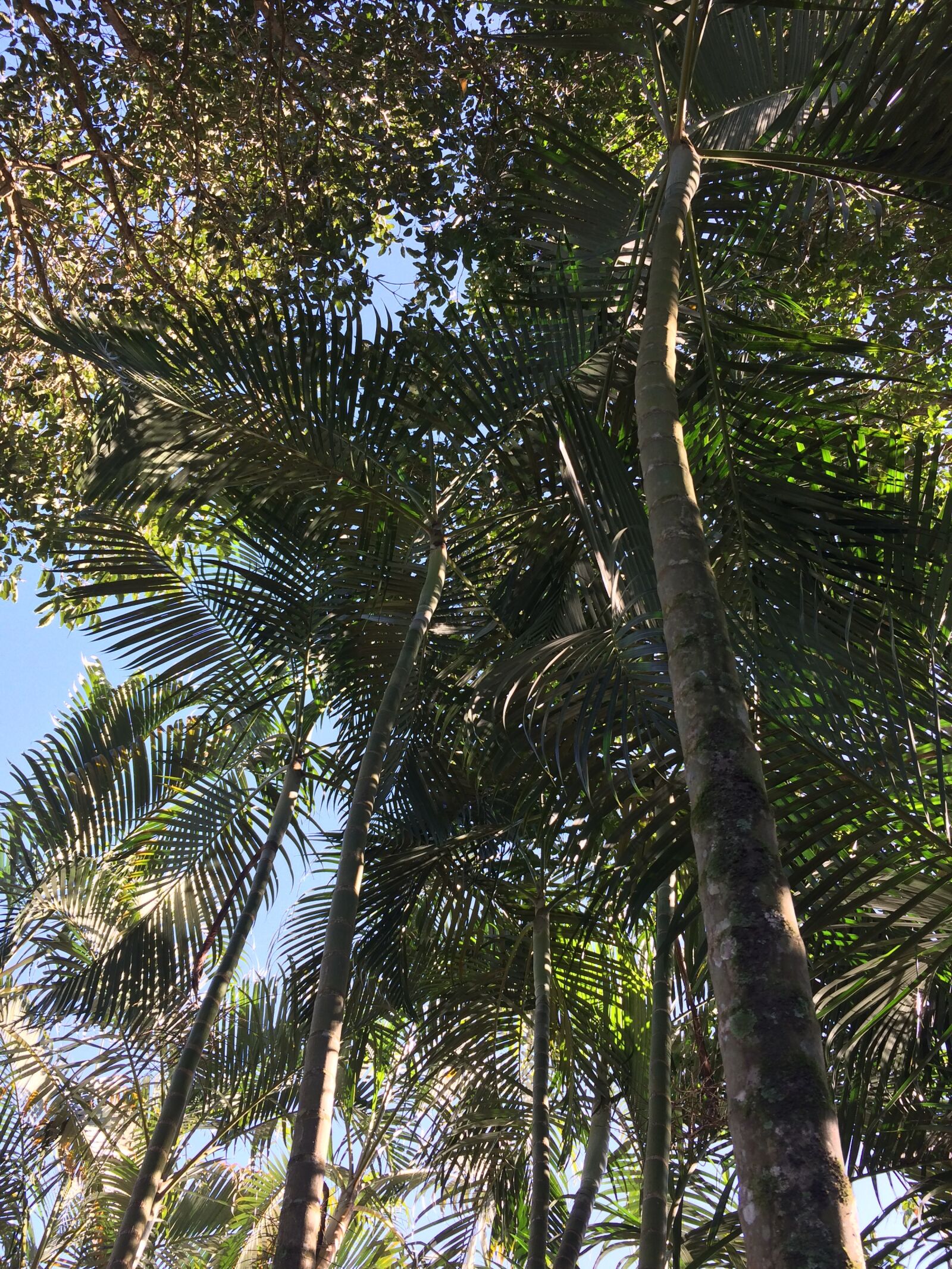 iPhone 5s back camera 4.15mm f/2.2 sample photo. Palm, tropical, nature photography