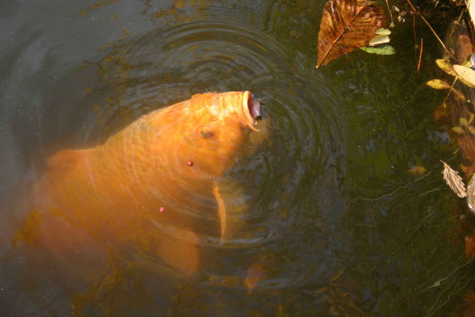 Canon EOS 300D (EOS Digital Rebel / EOS Kiss Digital) sample photo. Fish, carp, pond photography