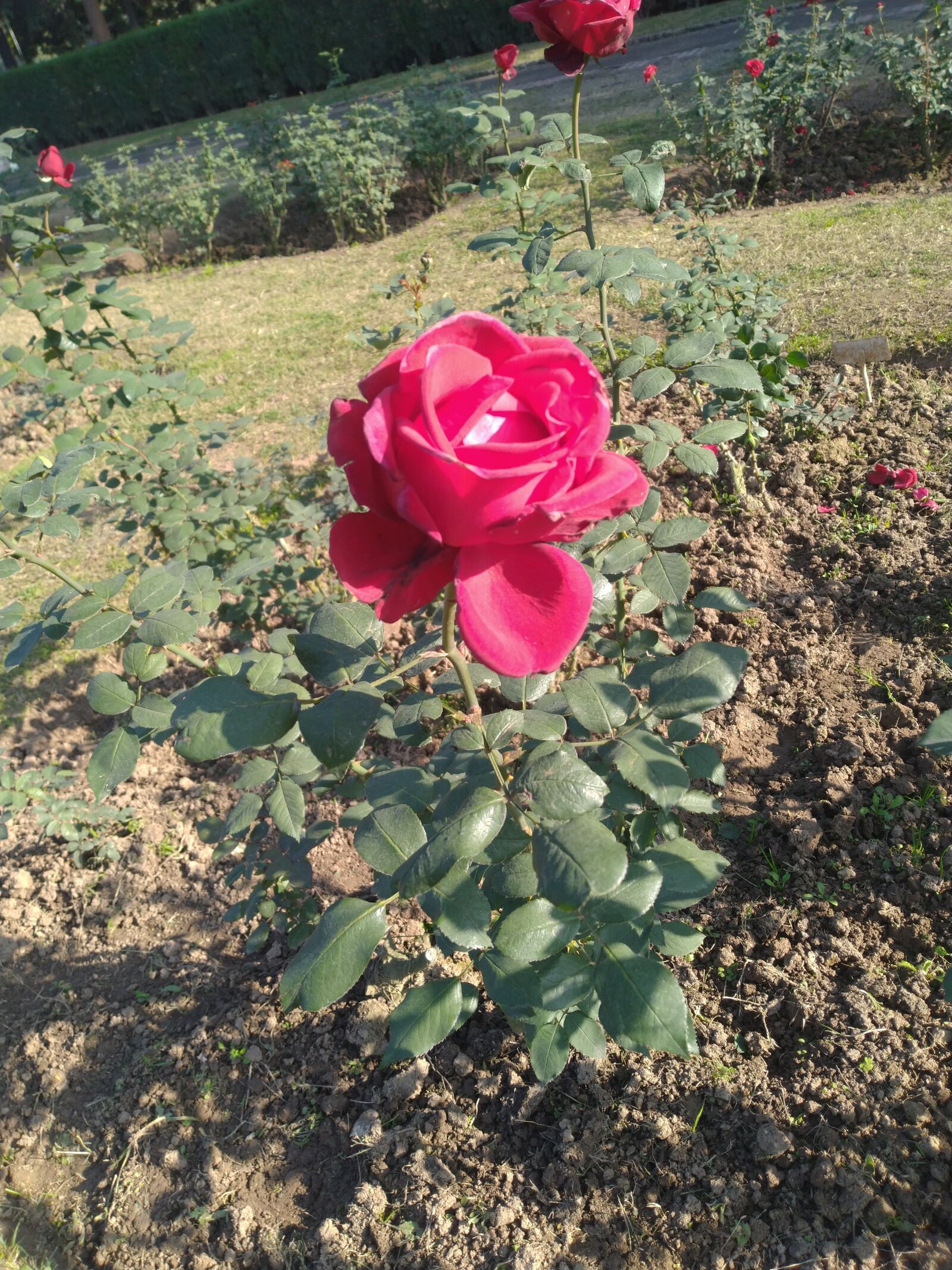 ASUS ZenFone Max Pro M1 (ZB602KL) (WW) / Max Pro M1 (ZB601KL) (IN) sample photo. Rose, red rose, chandigarh photography