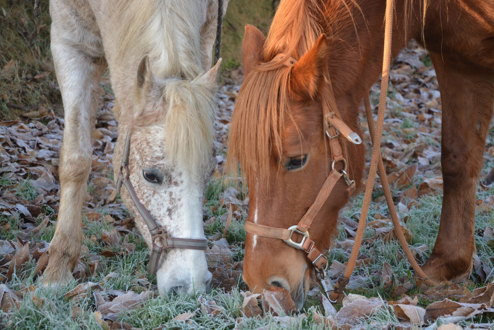 Nikon D5200 sample photo. Horses, mares, horse photography