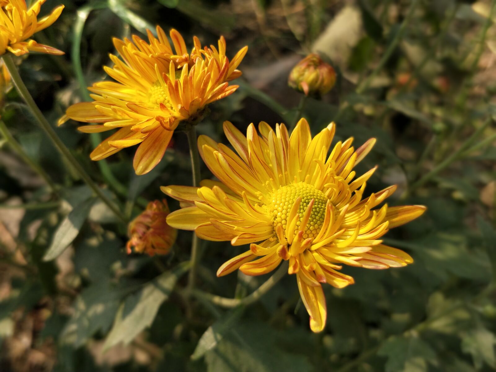 OnePlus 5 sample photo. Nature, flora, flower photography