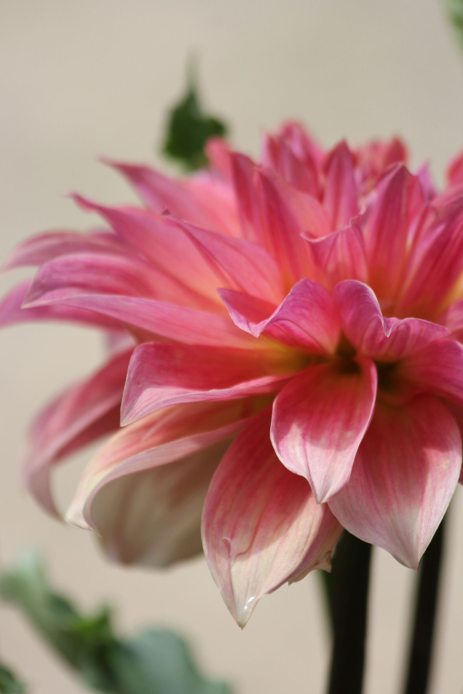 Canon EOS 60D sample photo. Pink dahlia, flower, garden photography