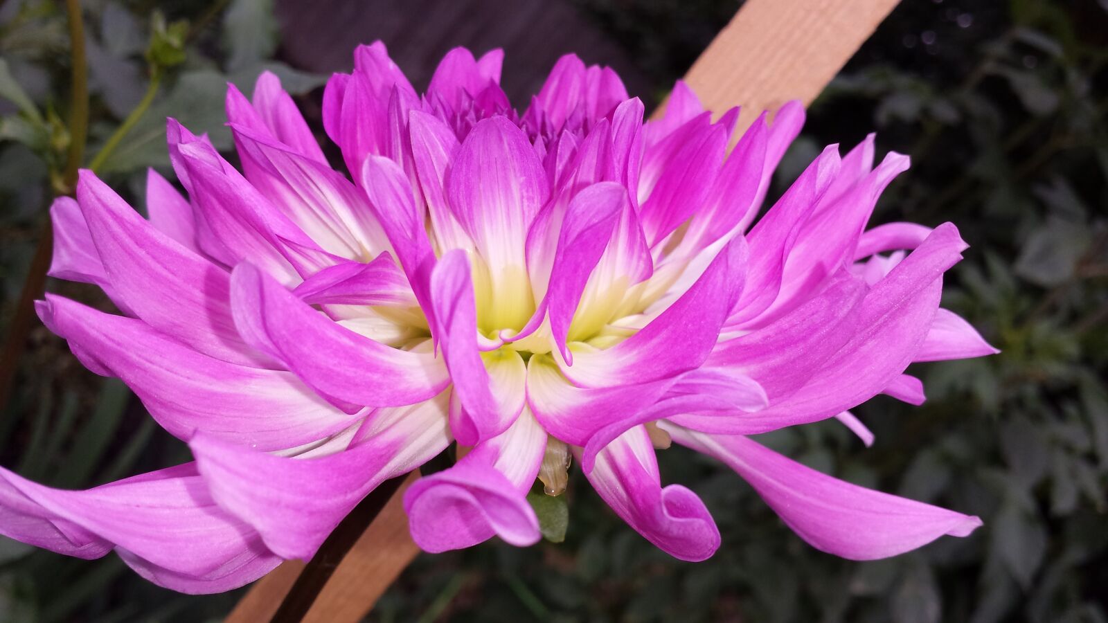 Samsung Galaxy S4 sample photo. Dahlia, flower, purple photography