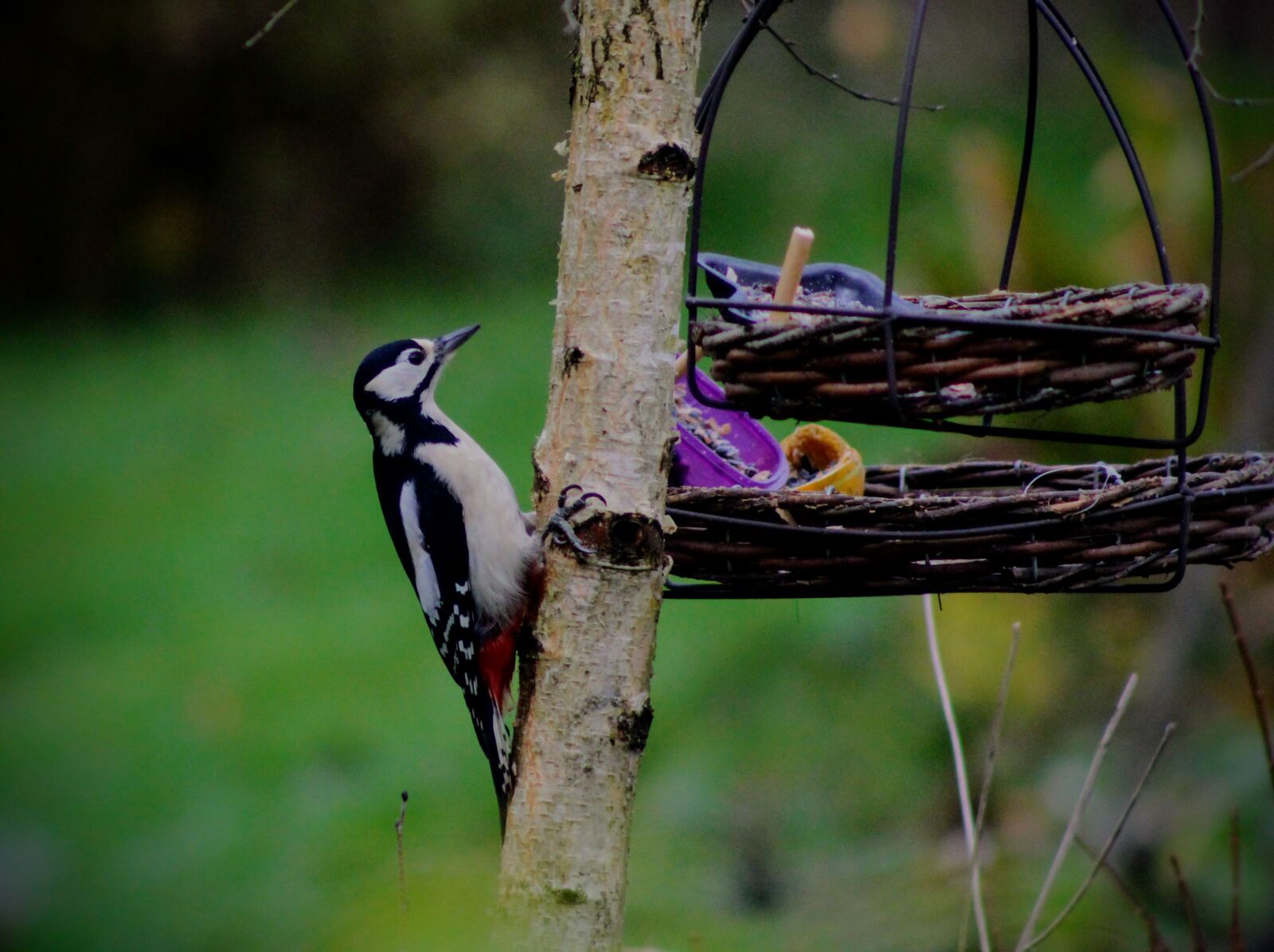 Canon EF75-300mm f/4-5.6 sample photo. Great spotted woodpecker, woodpecker photography