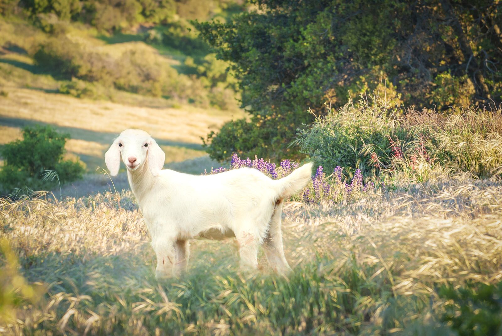 Nikon D3000 sample photo. Goat, small, meadow photography