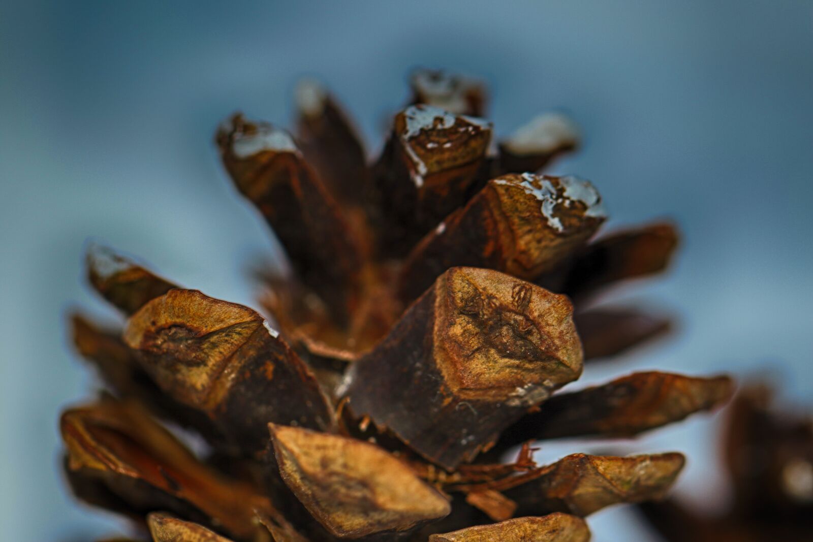 Canon EOS 7D Mark II sample photo. Pinecone, closeup, nature photography
