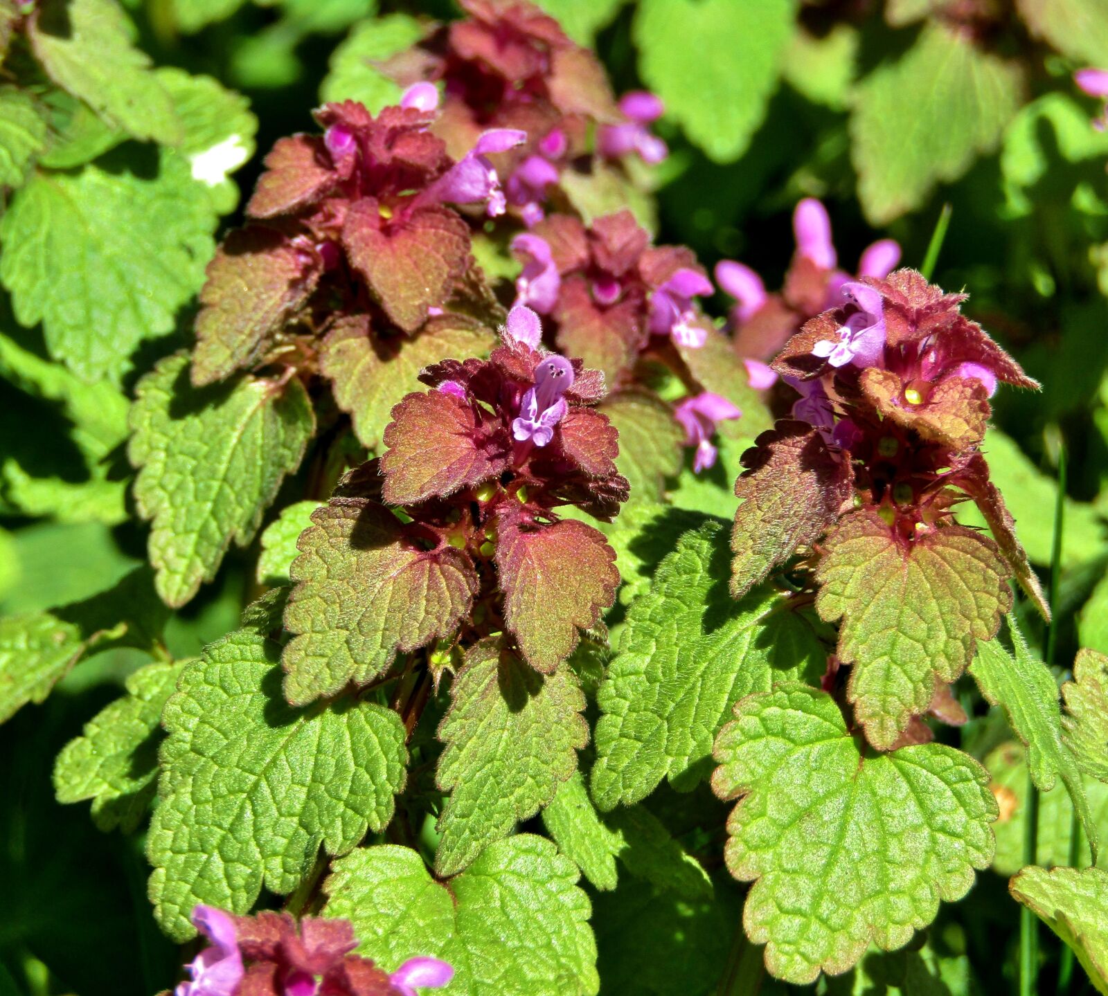 Canon POWERSHOT SX432 IS sample photo. Dead nettle, weed, meadow photography