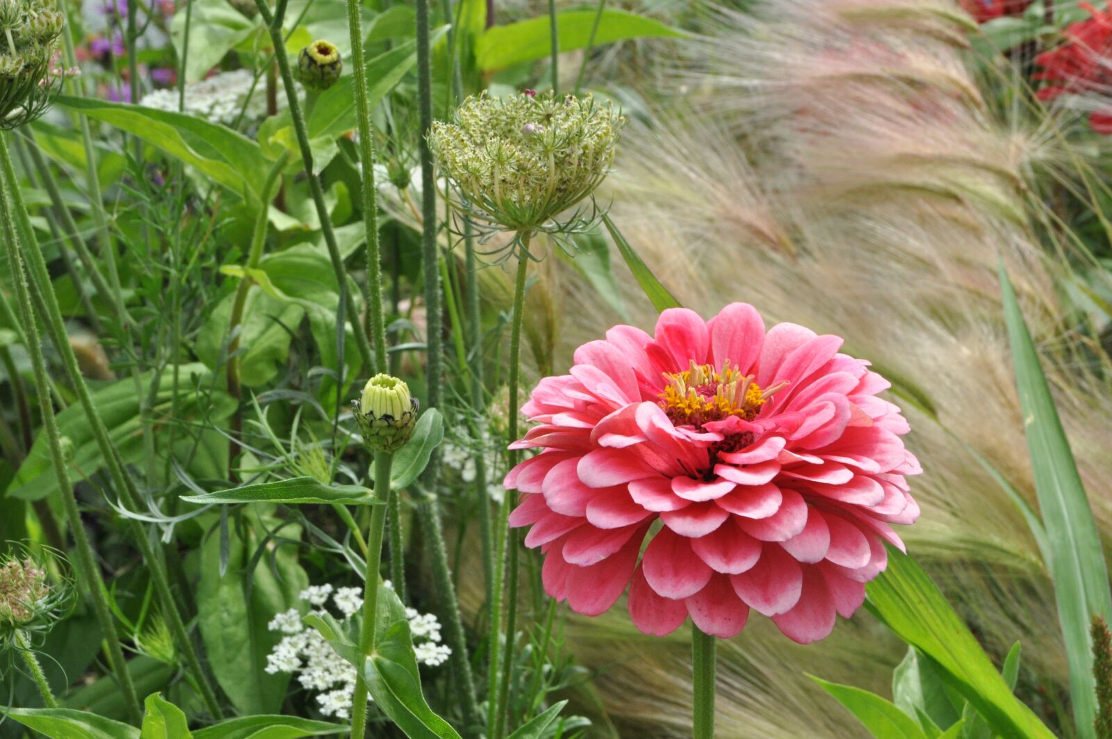 Nikon D5000 sample photo. Dahlia, bed, flowers photography