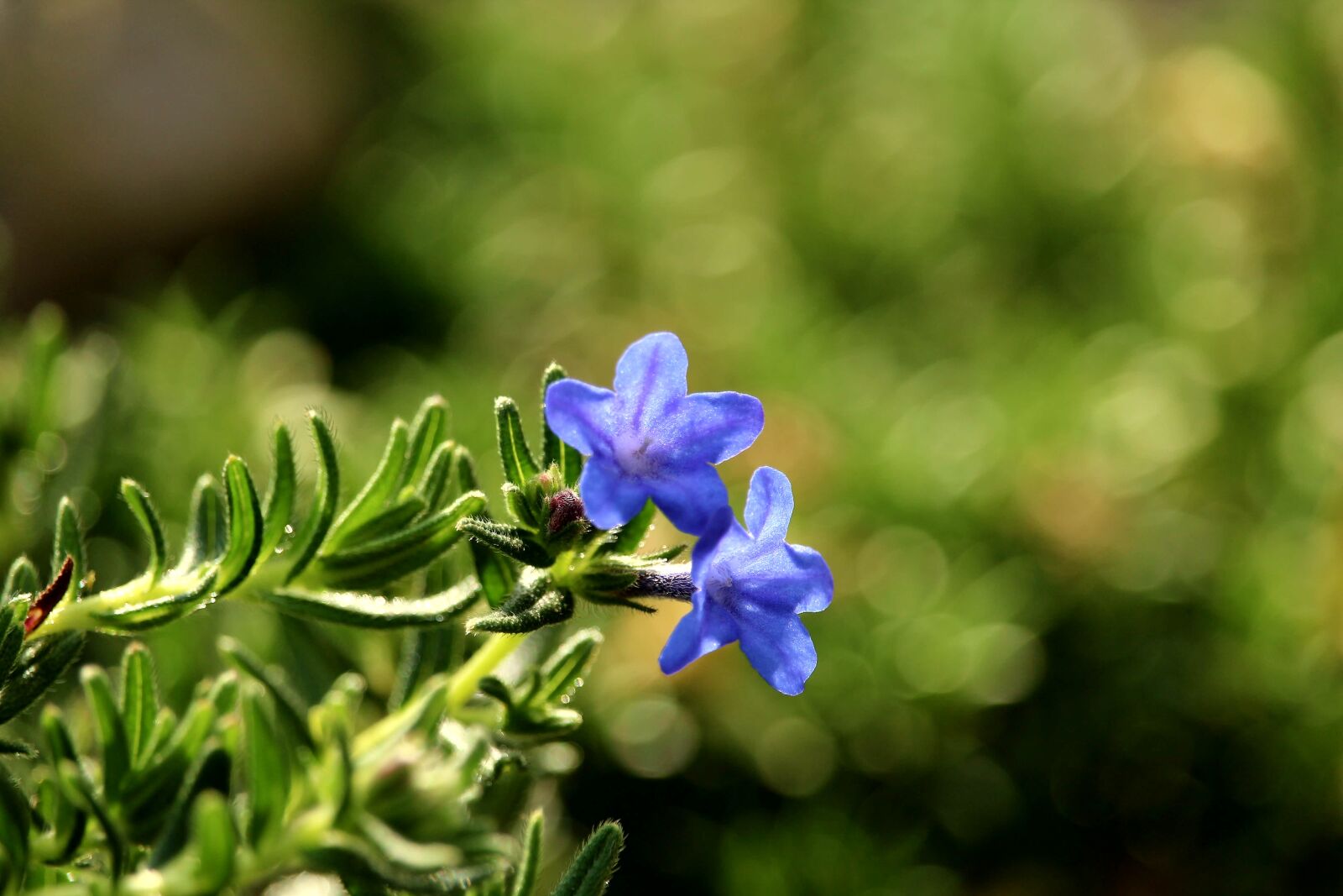 Canon EOS 1200D (EOS Rebel T5 / EOS Kiss X70 / EOS Hi) sample photo. Blossom, bloom, blue photography