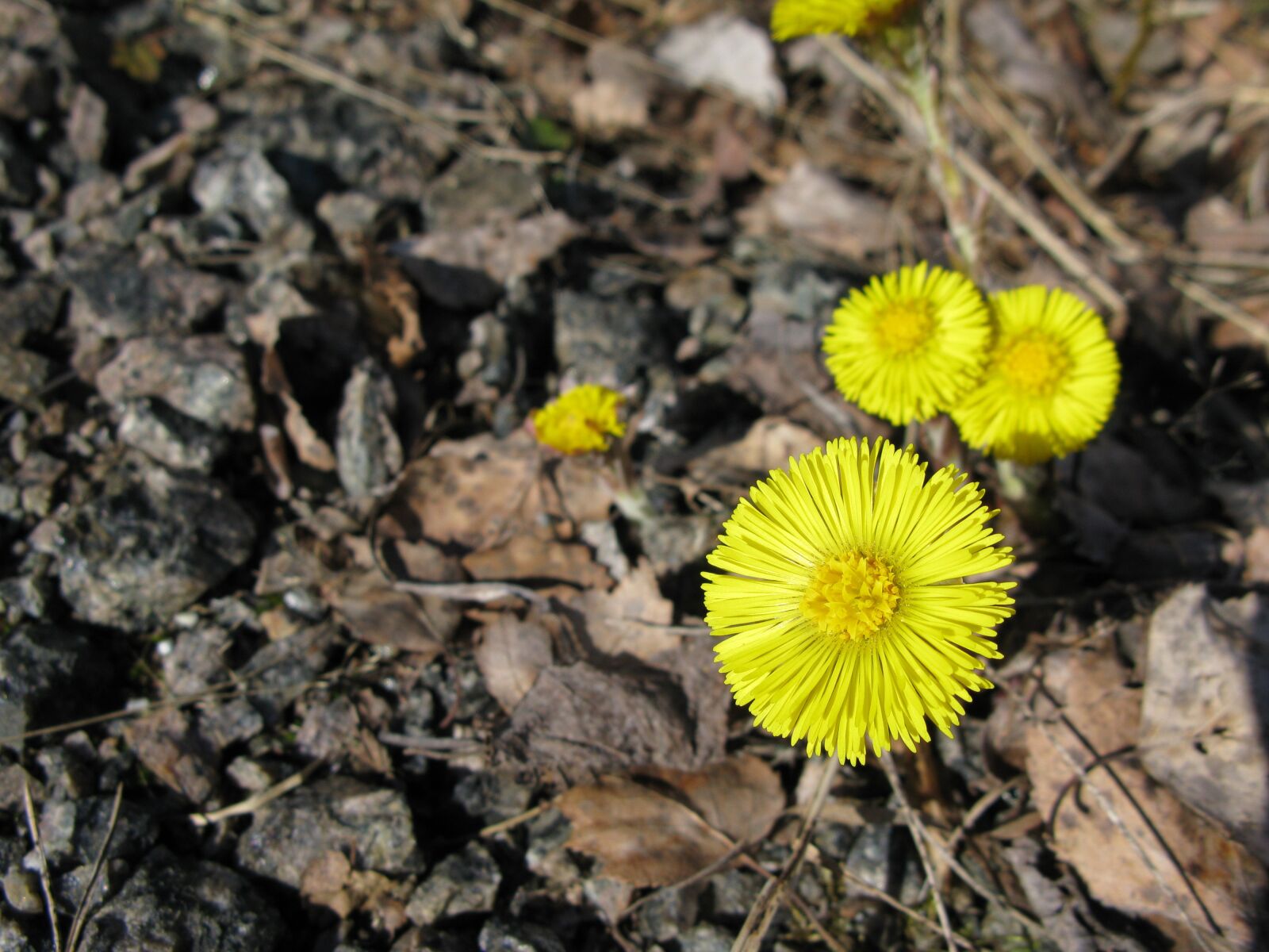 Canon POWERSHOT G9 sample photo. Spring, flower, yellow photography