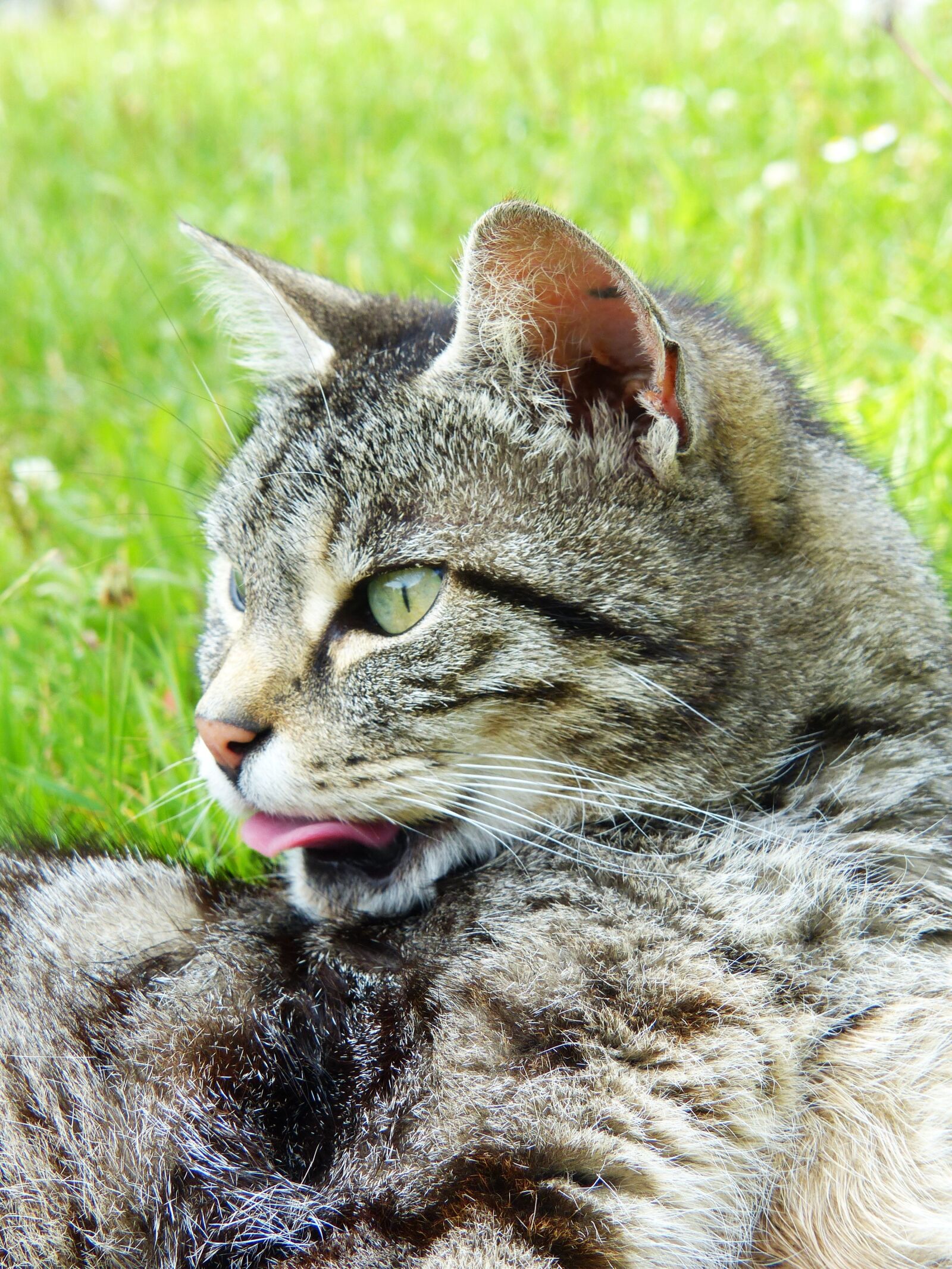 Panasonic Lumix DMC-FZ200 sample photo. Cat, animal, striped photography
