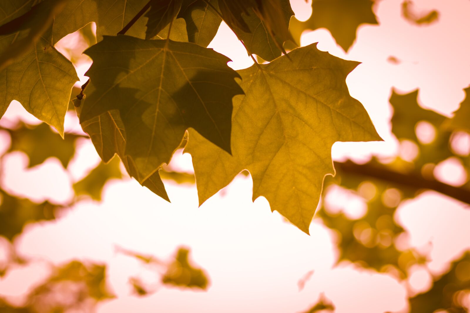 Canon EOS 750D (EOS Rebel T6i / EOS Kiss X8i) sample photo. October, leaves, foliage photography