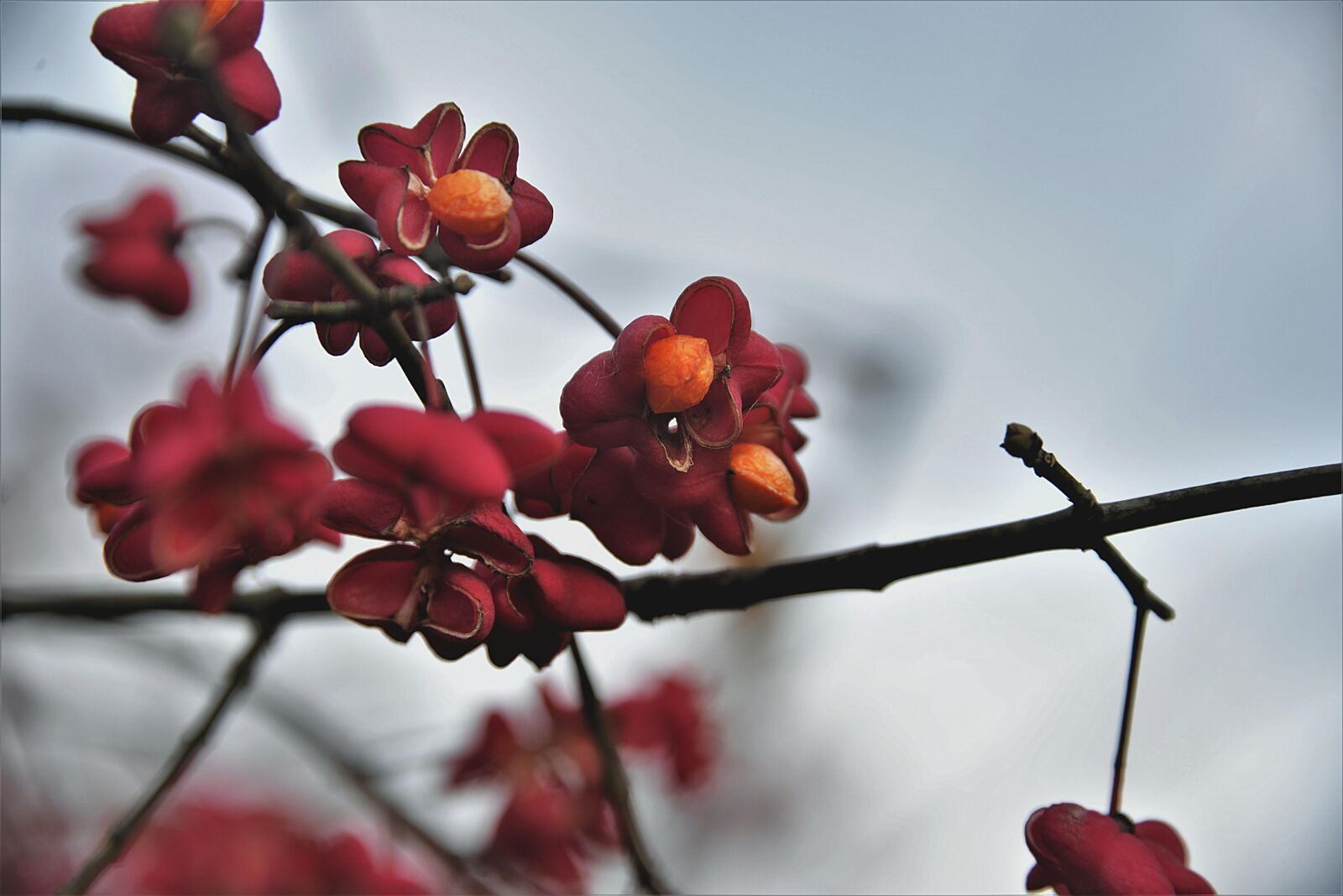 Nikon D610 sample photo. Spindle, bush, fruits photography