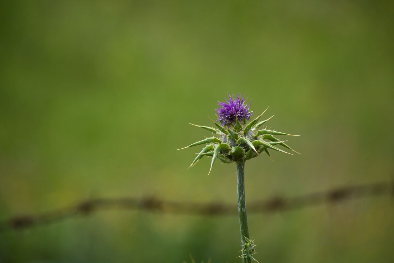 Canon EOS 5D sample photo. Thistle, wire, green photography