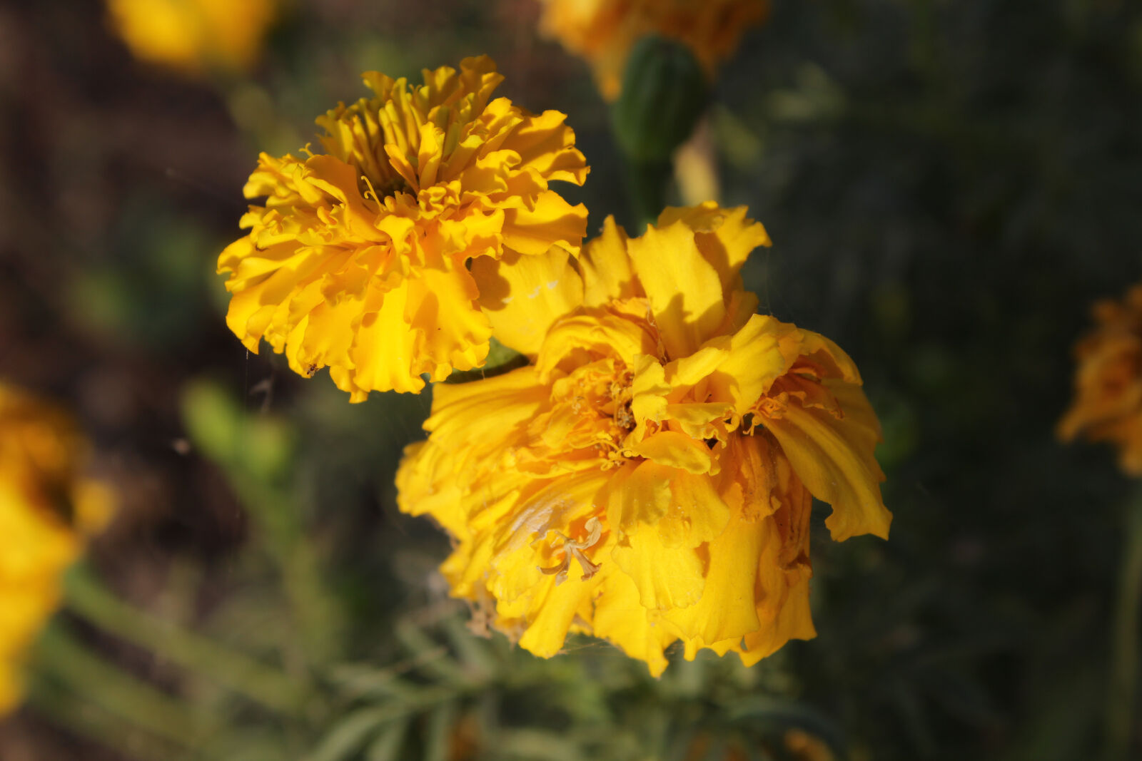 Canon EOS 1200D (EOS Rebel T5 / EOS Kiss X70 / EOS Hi) sample photo. Flower, nature photography