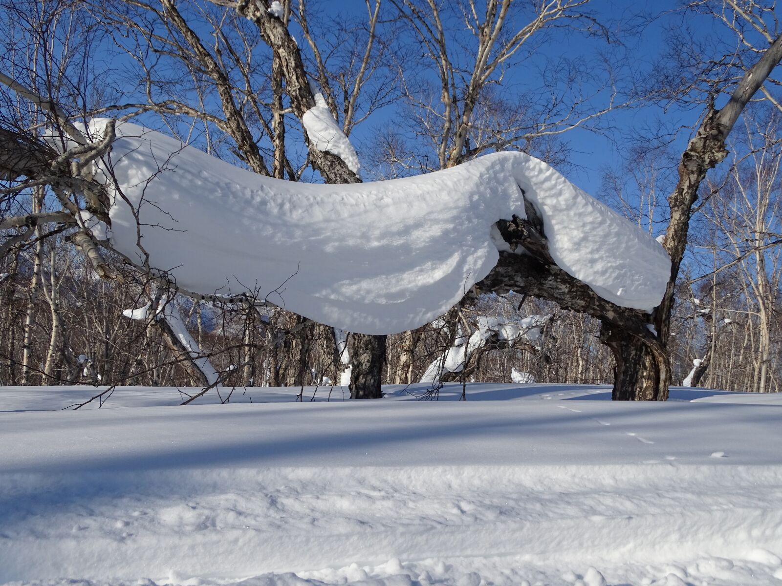 Sony DSC-HX400 sample photo. Forest, snowdrift, snow cap photography