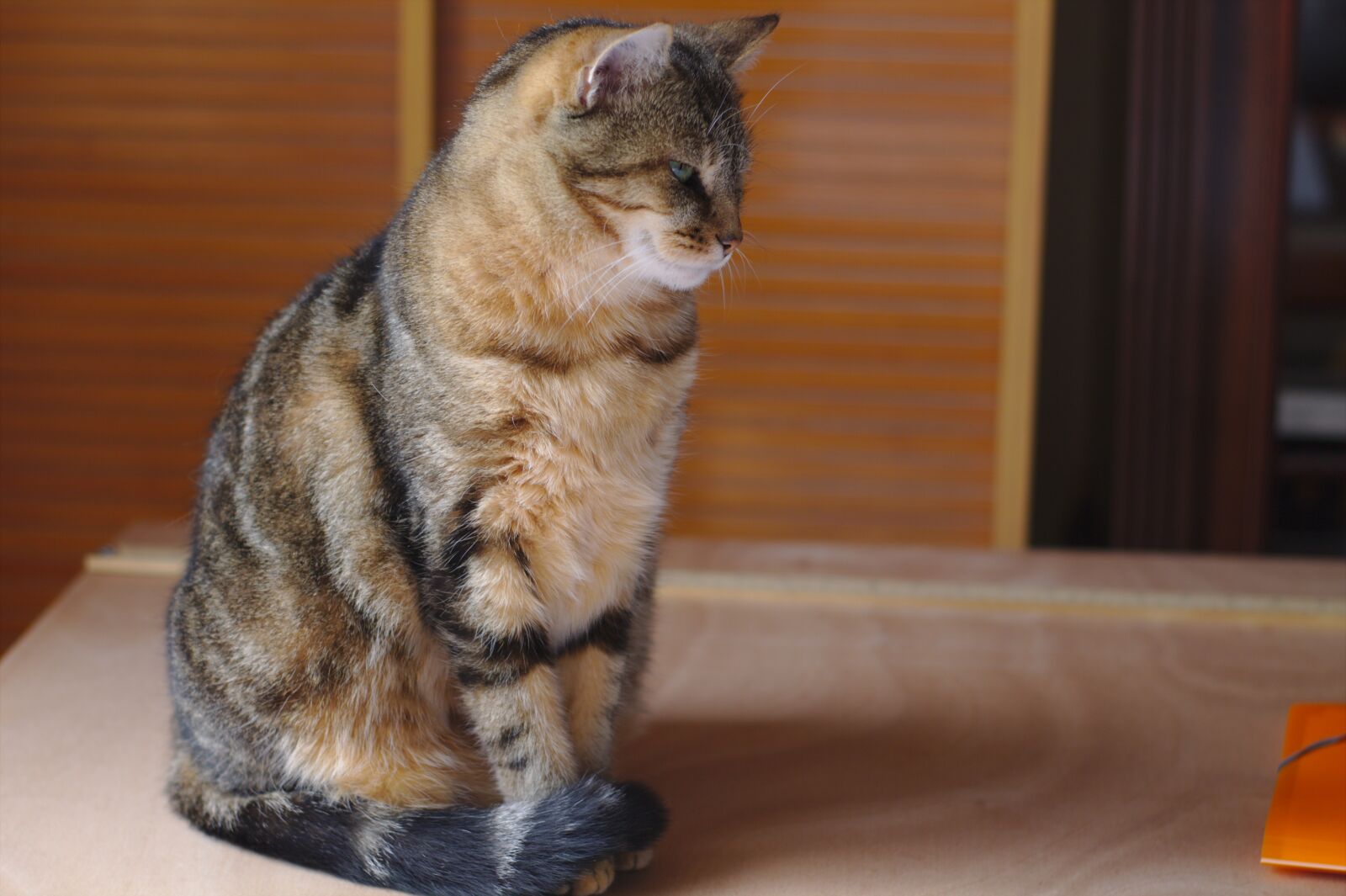 Canon EOS 1100D (EOS Rebel T3 / EOS Kiss X50) sample photo. Cat, tabby, predator photography