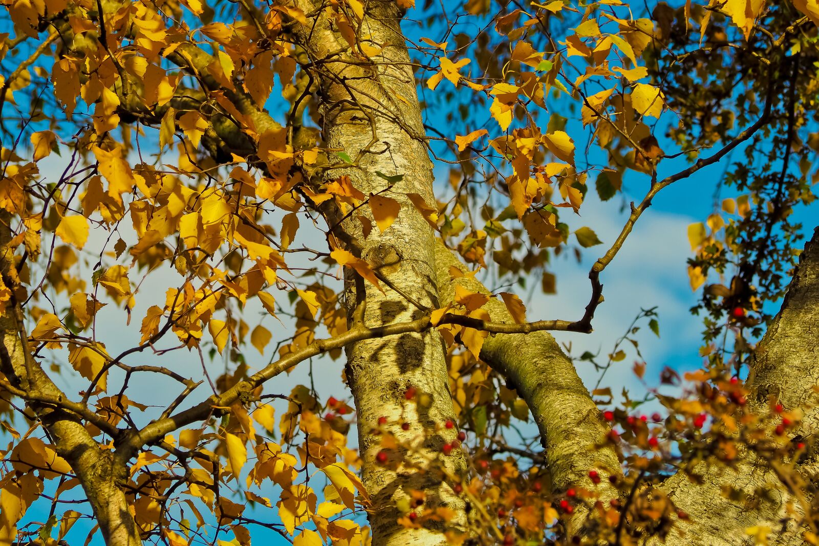 Olympus OM-D E-M10 sample photo. Autumn, leaves, leaves in photography