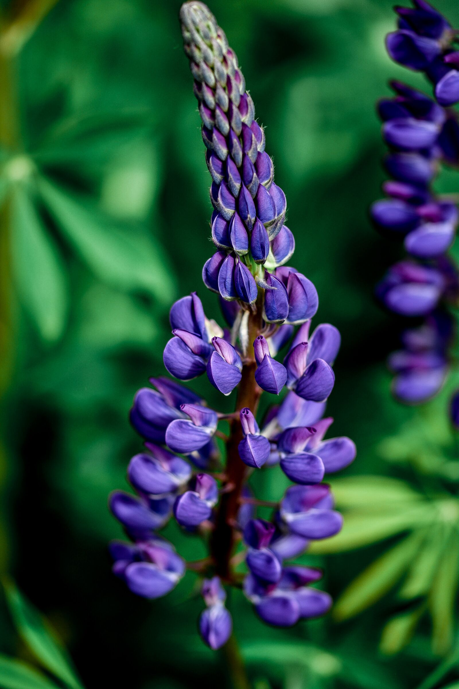 Nikon D5200 sample photo. Lupine, flower, summer photography
