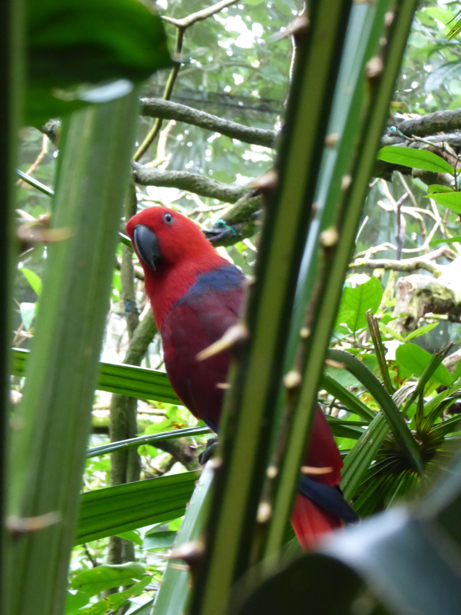 Panasonic DMC-TZ61 sample photo. Animals, bird, parrot, red photography