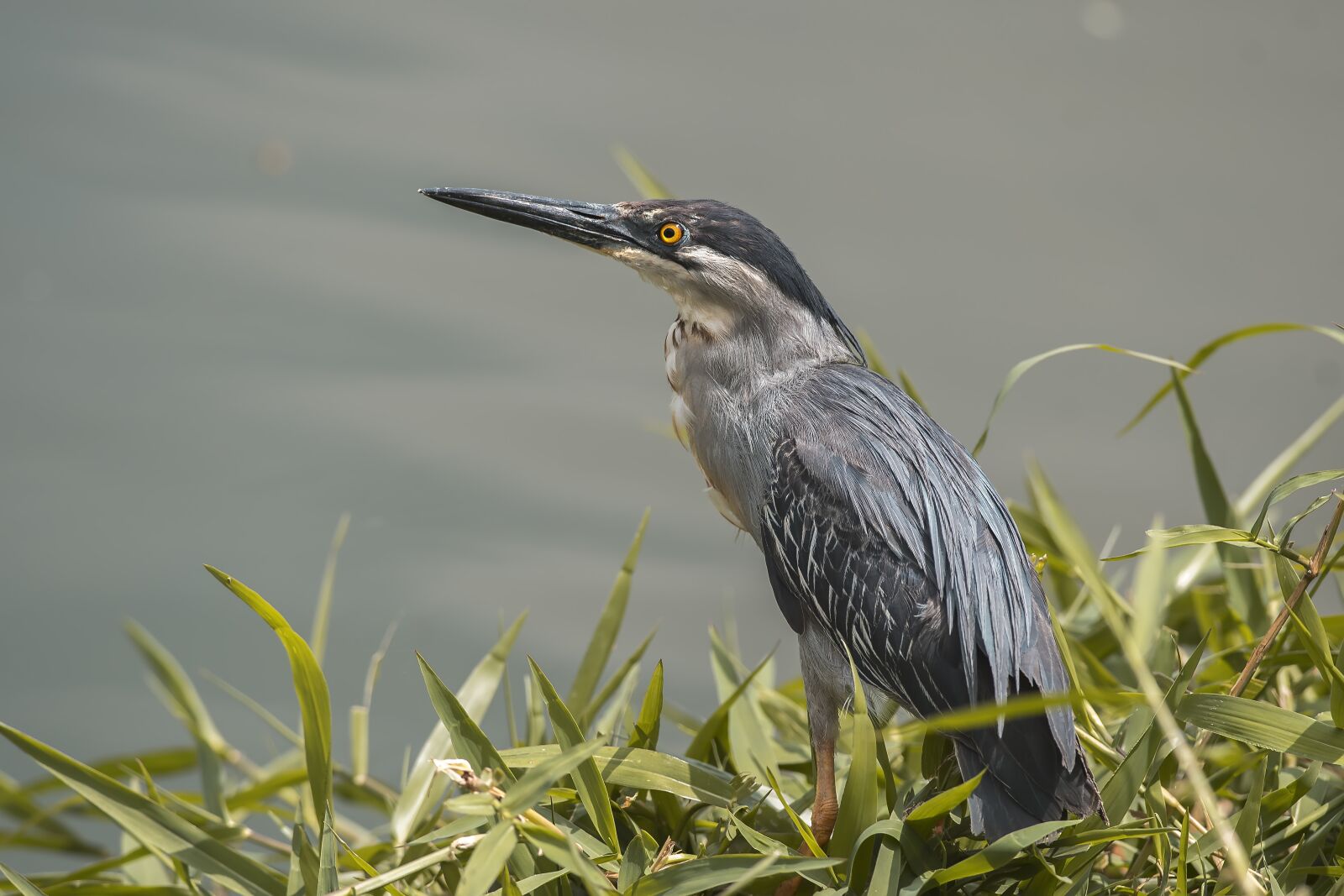 Nikon D500 sample photo. Birds, wildlife, nature photography