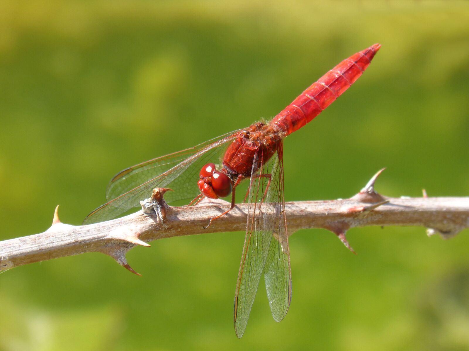 Panasonic DMC-FZ62 sample photo. Dragonfly, red dragonfly, erythraea photography