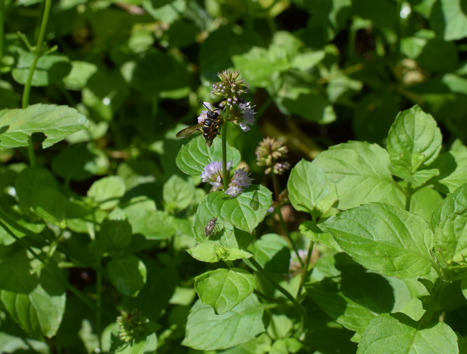 Nikon D3300 sample photo. Wasp on mint flower photography