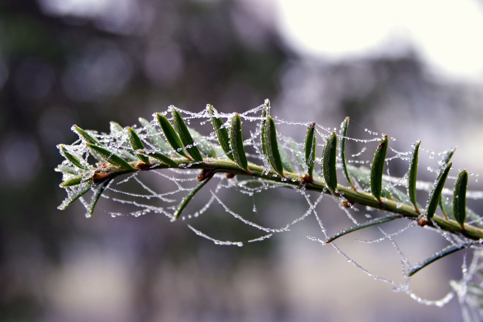 Pentax K-S2 sample photo. Spruce, cobweb, ice photography