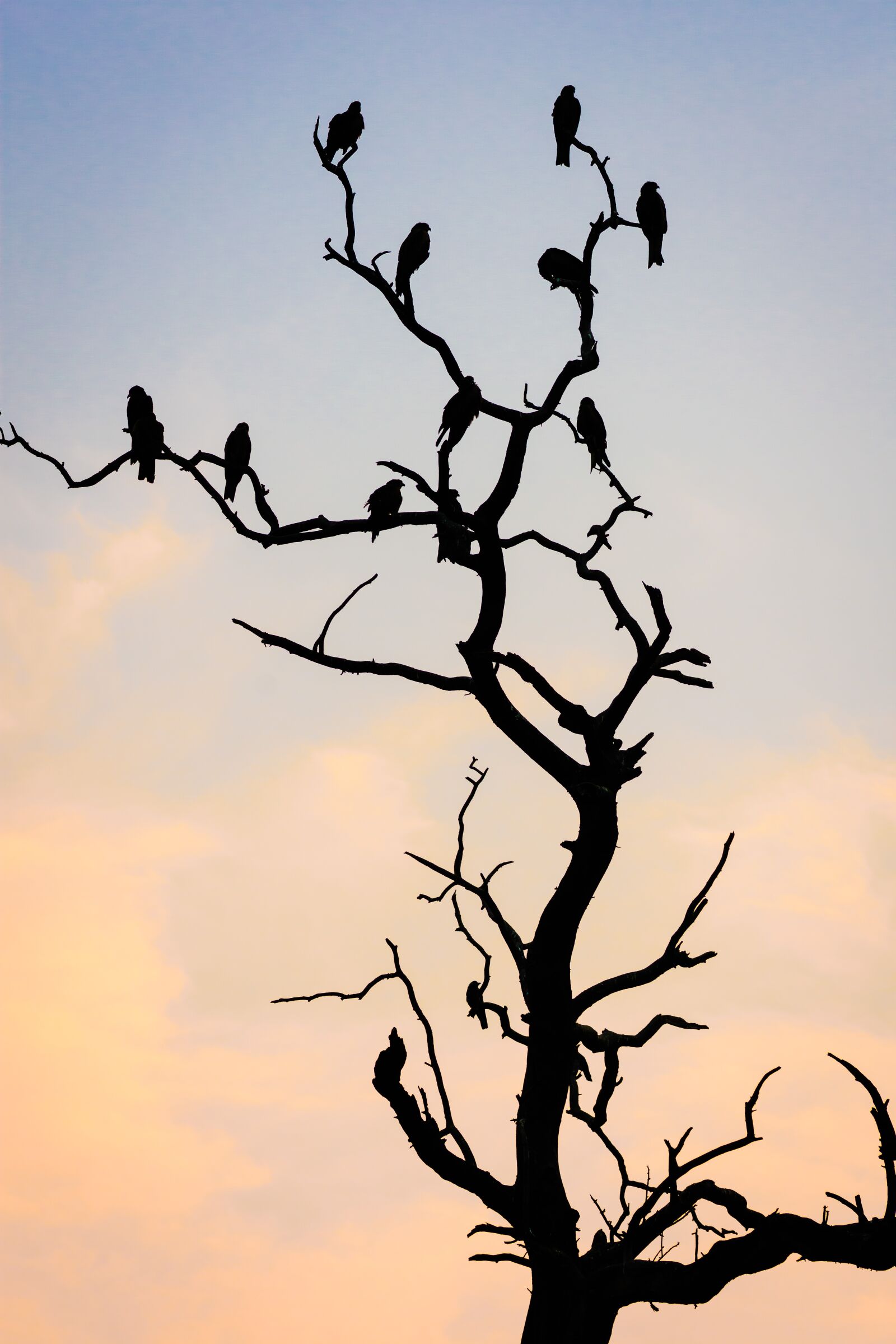 Nikon D7200 sample photo. Silhouette, tree, spring photography