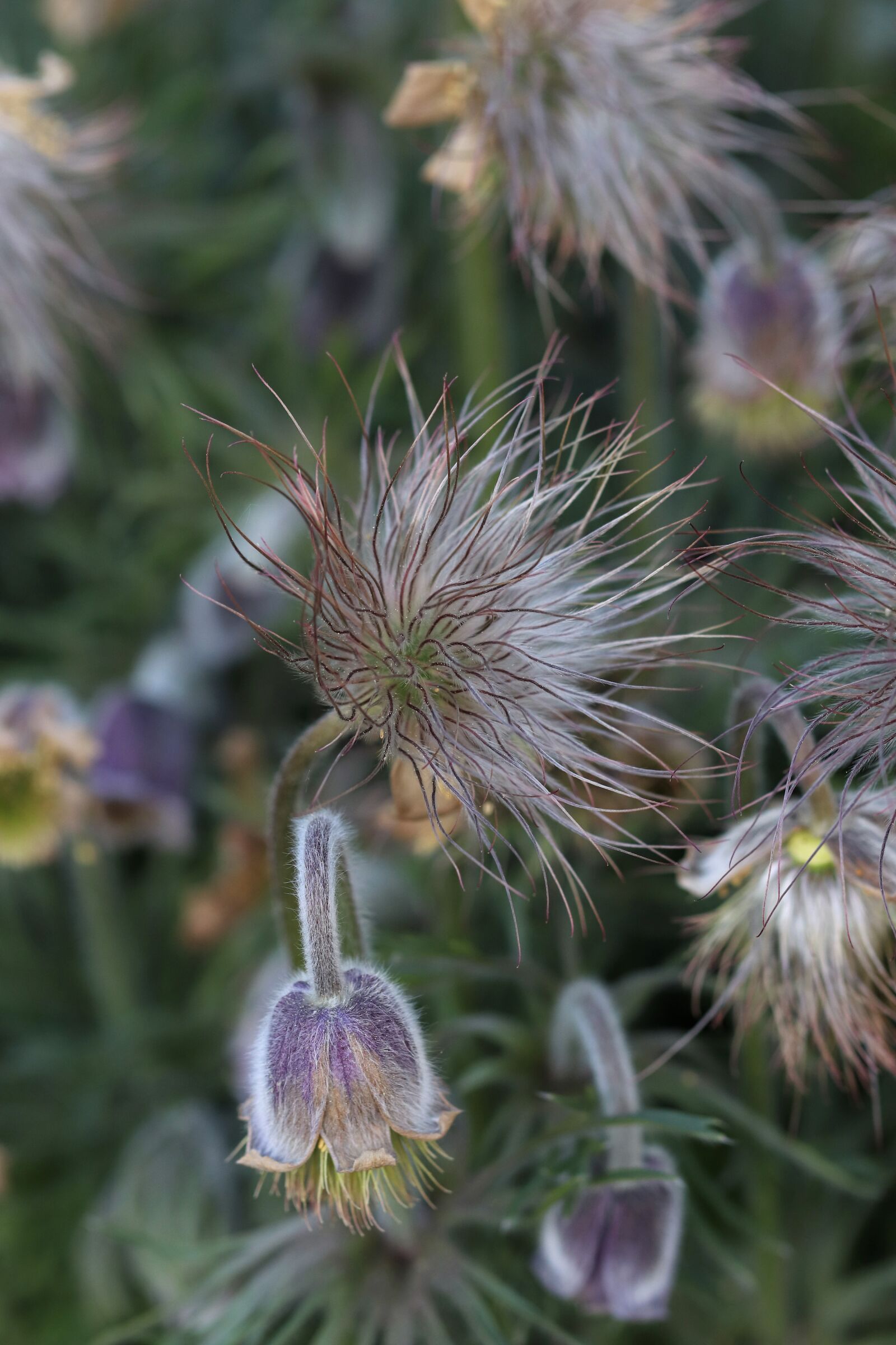Canon EOS 77D (EOS 9000D / EOS 770D) sample photo. Flowers, macro, nature photography