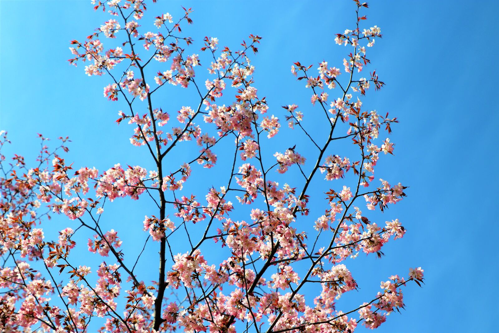 Canon EOS 77D (EOS 9000D / EOS 770D) sample photo. Sakura, sky, pink photography