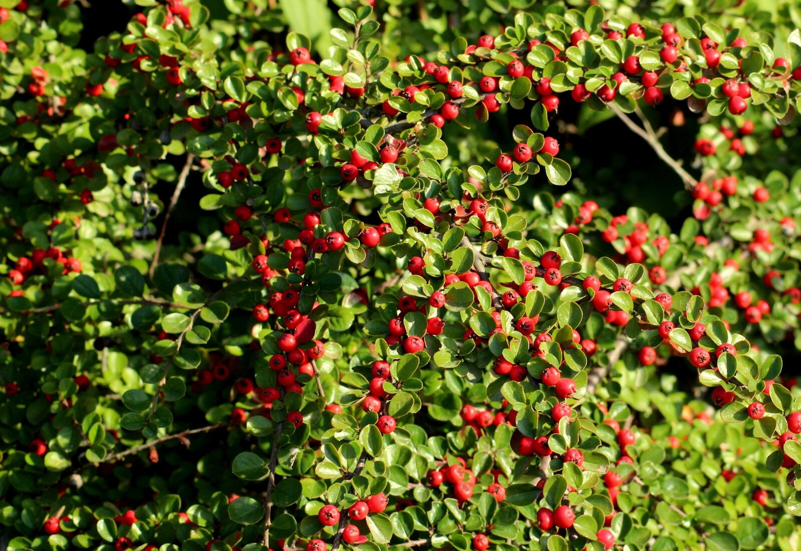 Canon EOS 1200D (EOS Rebel T5 / EOS Kiss X70 / EOS Hi) sample photo. Cotoneaster, red fruits, ornamental photography