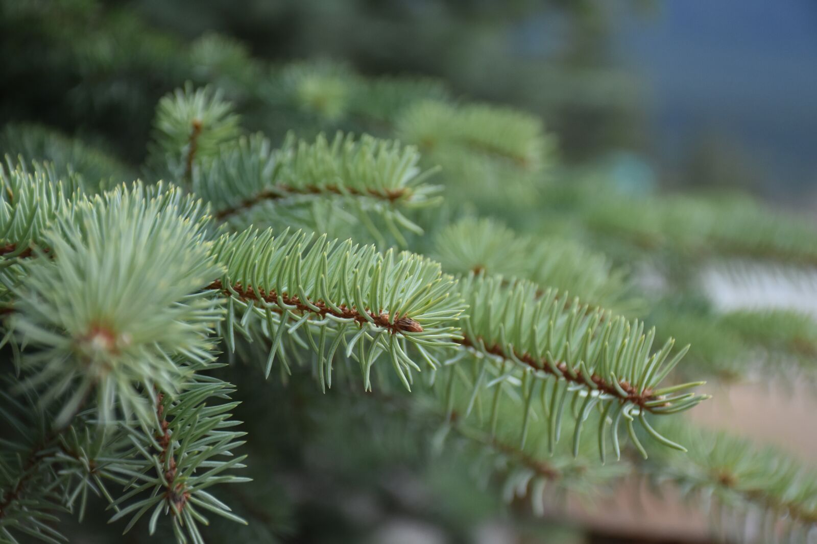 Nikon D7200 sample photo. Pine, branches, nature photography