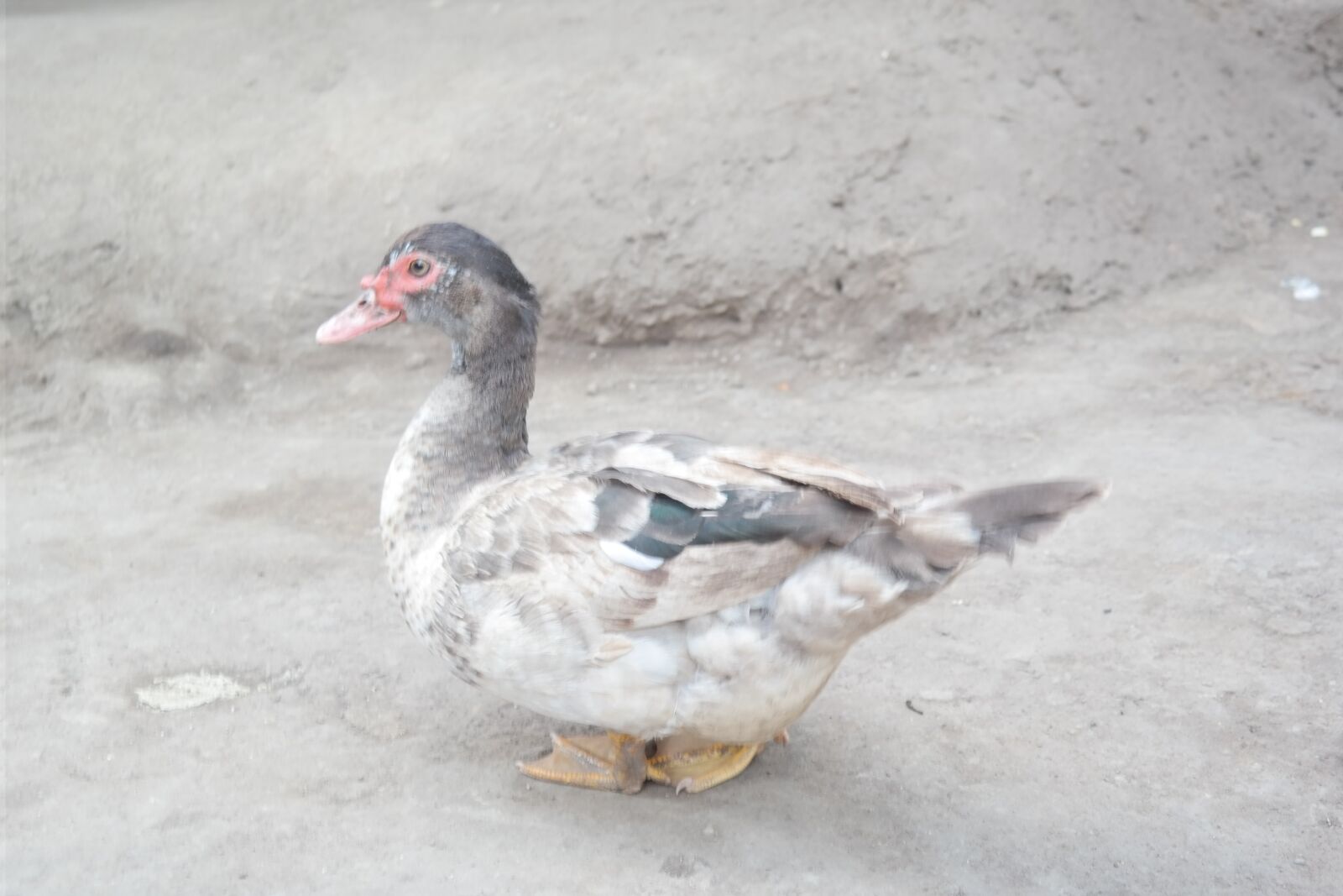 Samsung NX300 sample photo. Ducks photography