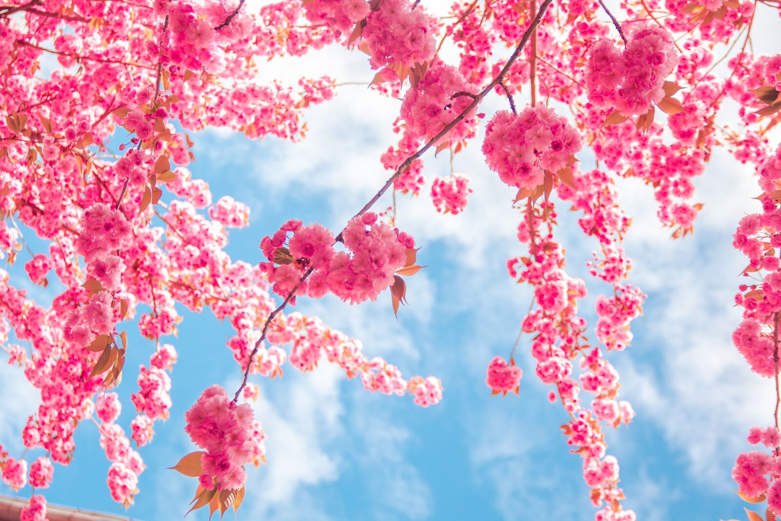 Canon EF-S 18-135mm F3.5-5.6 IS sample photo. Spring, flowers, kirch blossoms photography