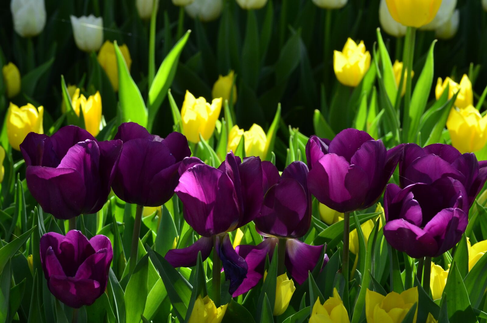 Nikon D5100 sample photo. Tulip, flower, orange photography