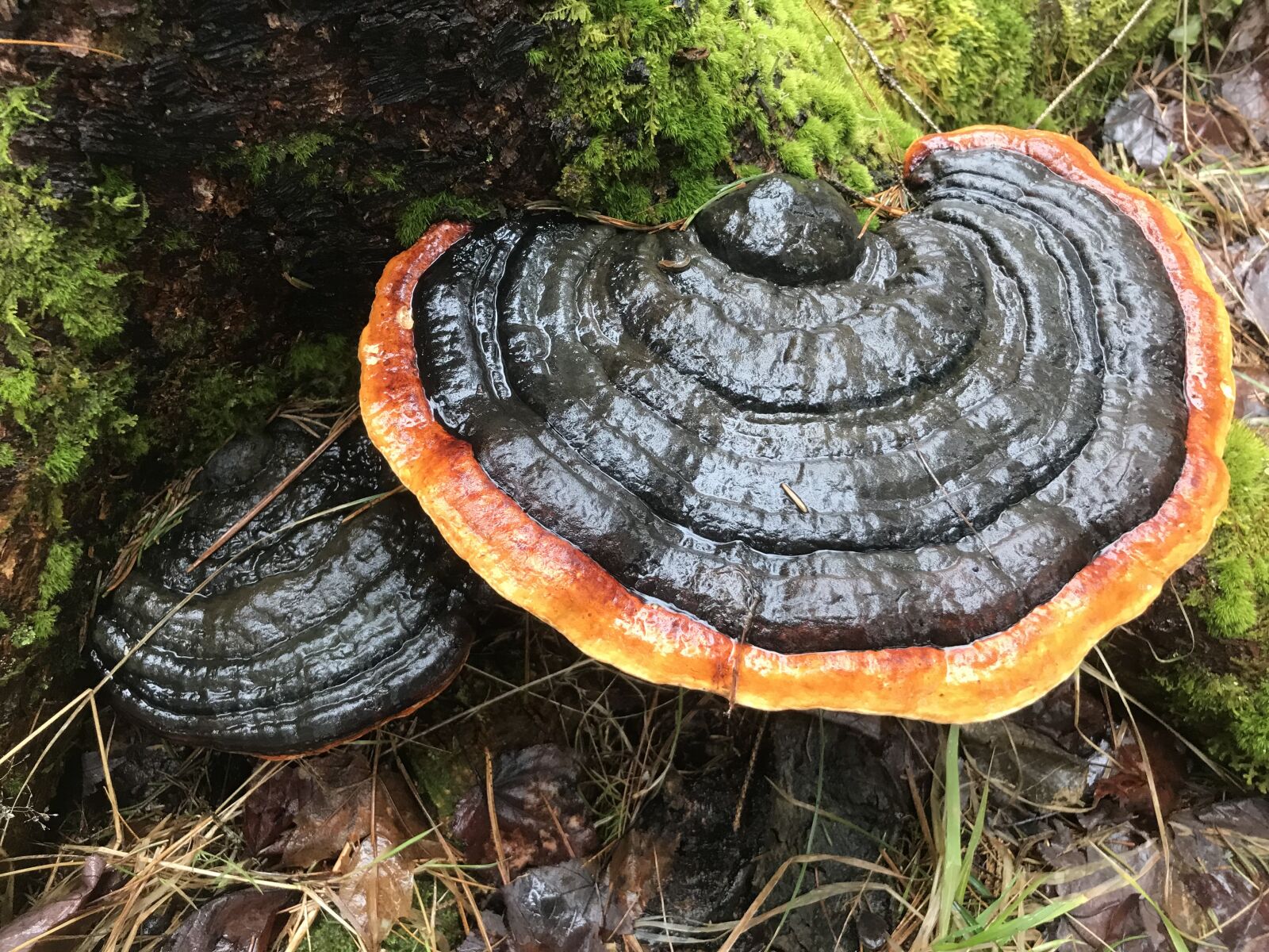 iPhone 7 Plus back dual camera 3.99mm f/1.8 sample photo. Fungus, mushroom, forest photography
