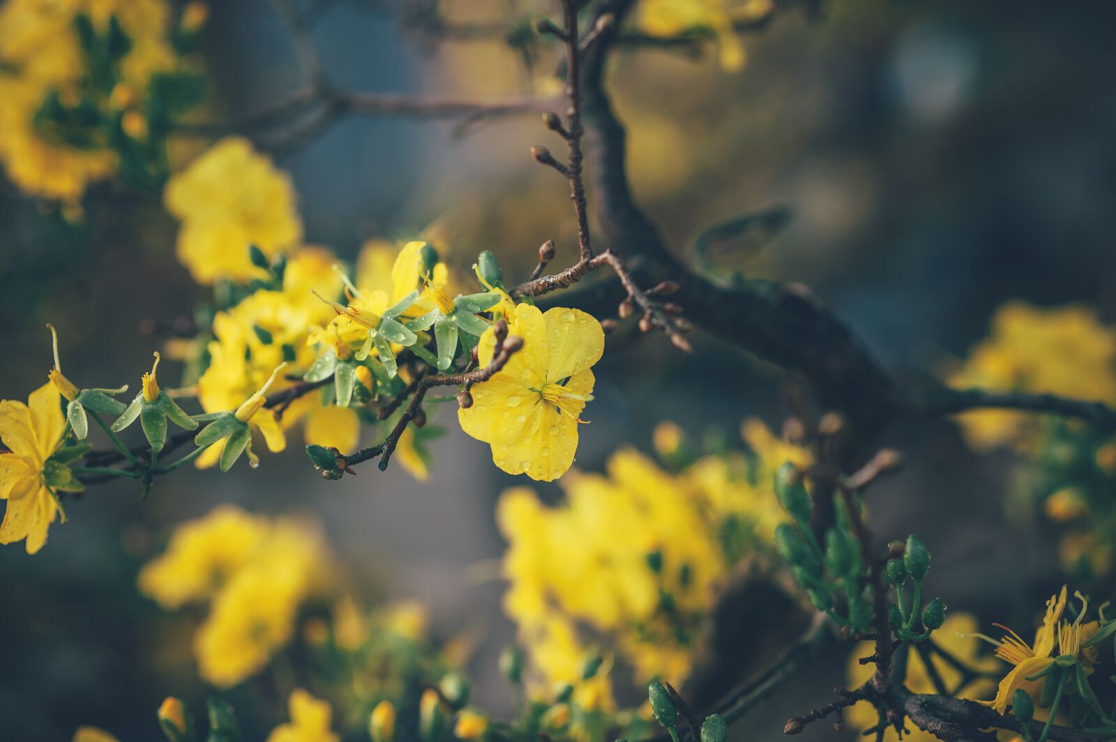 Nikon D3 sample photo. Flower, leaf, floral photography