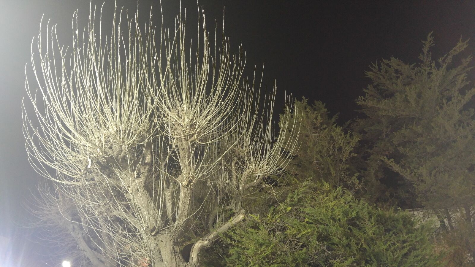 LG G4 sample photo. Fall, nature, night, tree photography
